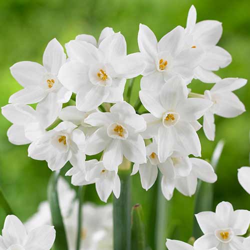 Нарцисс мини Пэпервайт Зива изображение 1 артикул 70284