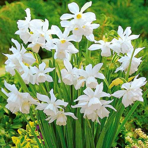 Нарцисс мини Тхалия изображение 1 артикул 70236