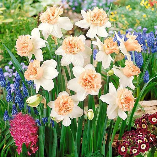 Нарцисс махровый Петит Фоу изображение 1 артикул 67655