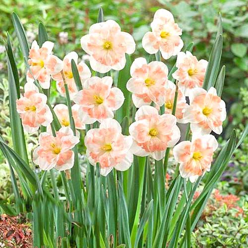 Нарцисс сплит-корона Пинк Вандер артикул фото 1 Нарцисс сплит-корона Пинк Вандер изображение 1 артикул 67434