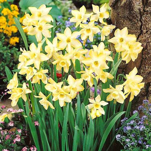 Нарцисс мини Пипит изображение 1 артикул 67656