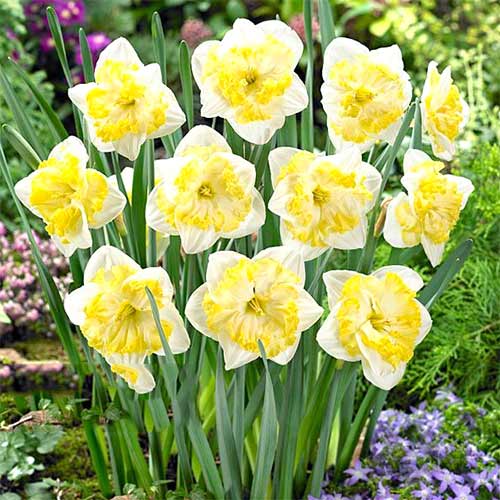 Нарцисс сплит-корона Принтал артикул фото 1 Нарцисс сплит-корона Принтал изображение 1 артикул 67657