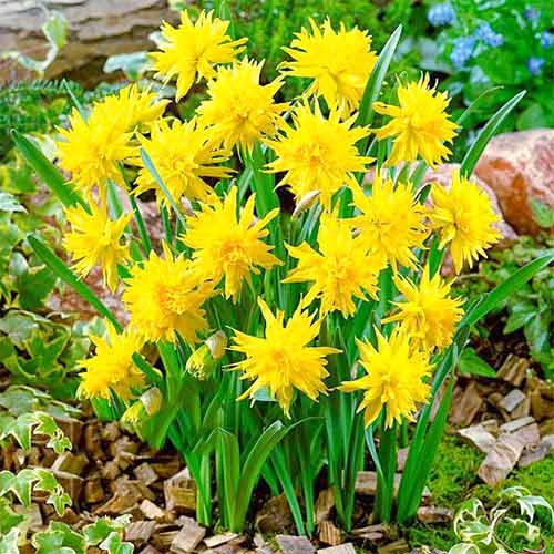 Нарцисс мини Рип ван Винкл изображение 1 артикул 67660