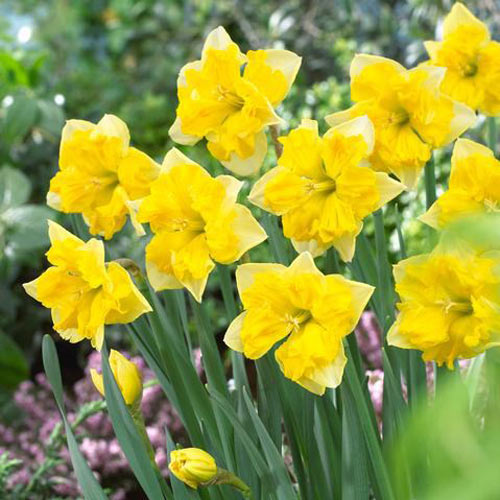 Нарцисс сплит-корона Шантерель изображение 1 артикул 67668