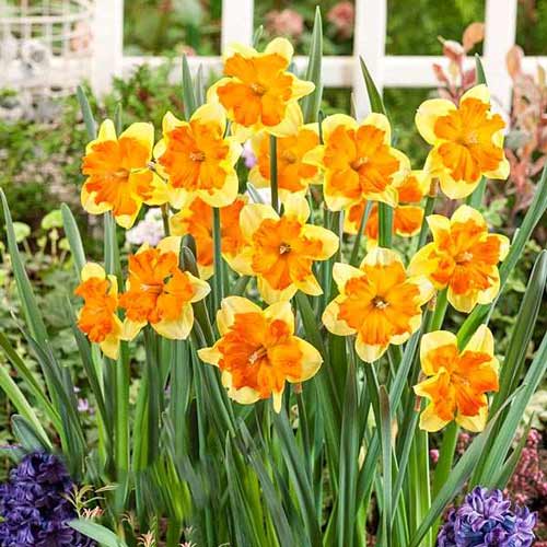 Нарцисс сплит-корона Мондрагон изображение 1 артикул 68021