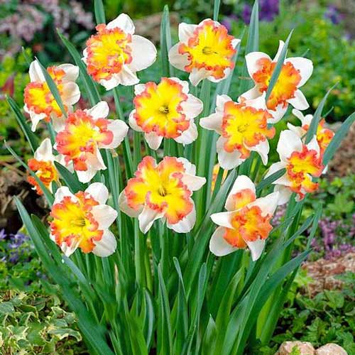 Нарцисс сплит-корона Таурус изображение 1 артикул 68022