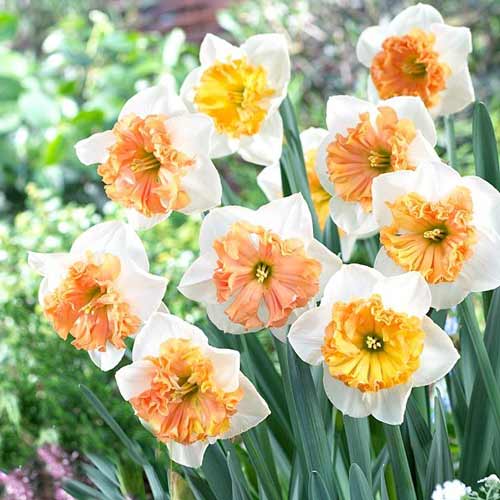 Нарцисс сплит-корона Тиритомба изображение 1 артикул 68099