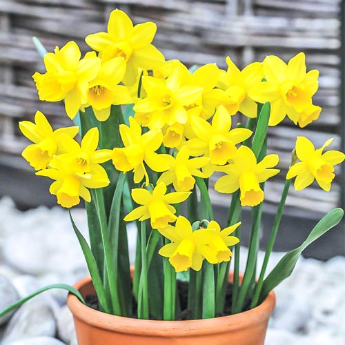 Нарцисс мини Тет-а-Тет артикул фото 1 Нарцисс мини Тет-а-Тет изображение 1 артикул 67664