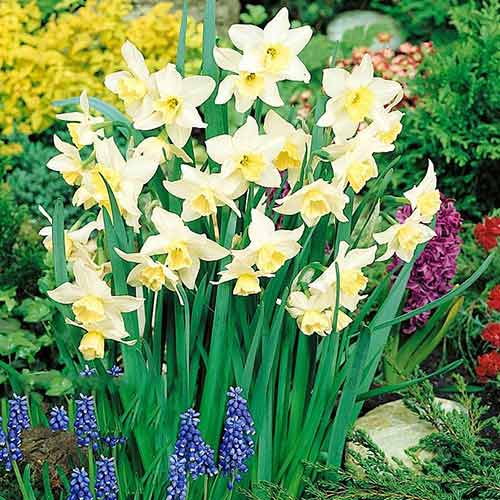 Нарцисс мини Тресамбл артикул фото 1 Нарцисс мини Тресамбл изображение 1 артикул 67666