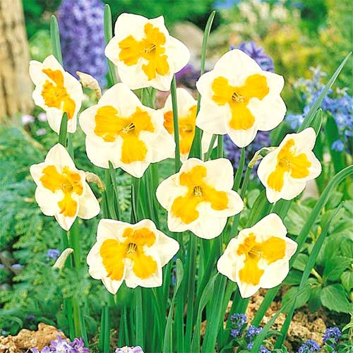 Нарцисс сплит-корона Триколлет изображение 1 артикул 67436