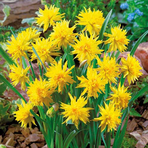 Нарцисс Рип Ван Винкл изображение 1 артикул 67422