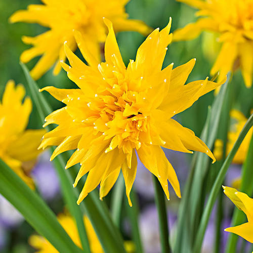 Нарцисс Рип Ван Винкл изображение 2 артикул 67422