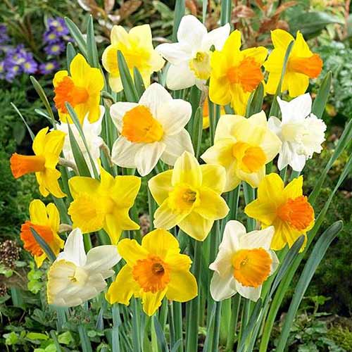 Нарциссы трубчатые, микс изображение 1 артикул 67665