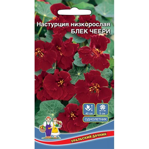 Настурция Блек черри, семена изображение 1 артикул 94832