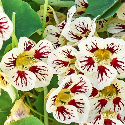 Настурция Мэджик Стар изображение 1 артикул 69959