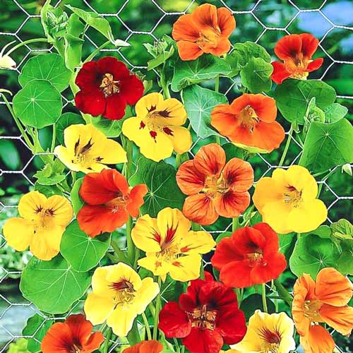 Настурция Вьющаяся, смесь окрасок изображение 1 артикул 83162