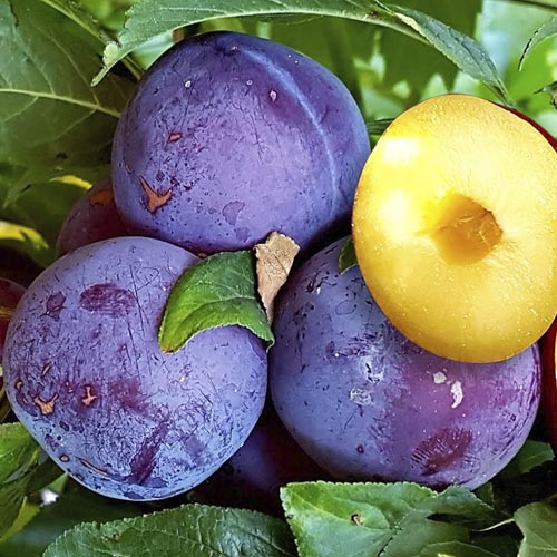 Нектаприум (слива-нектарин) изображение 1 артикул 7997