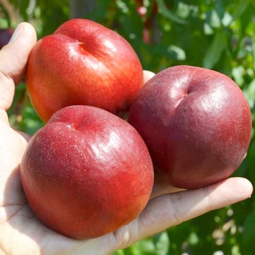 Нектарин Биг Топ изображение 1 артикул 7427