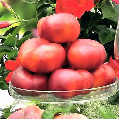 Нектарин Донат (инжирный) артикул фото 1 Нектарин Донат (инжирный) изображение 1 артикул 4208