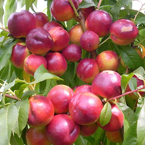 Нектарин Флейвор Топ изображение 1 артикул 4216