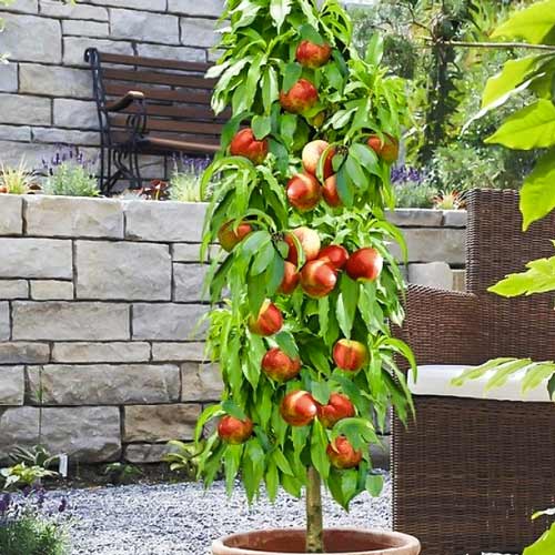 Нектарин колоновидный Мистер Перси изображение 1 артикул 1961