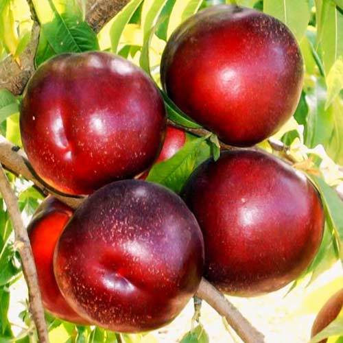 Нектарин Ред Даймонд изображение 2 артикул 7429