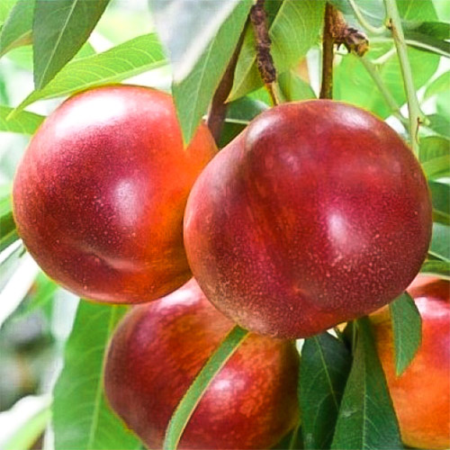 Нектарин Ред Голд артикул фото 1 Нектарин Ред Голд изображение 1 артикул 7428