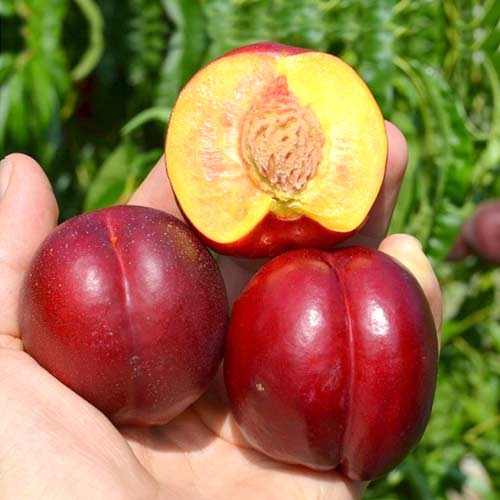 Нектарин Скиф изображение 1 артикул 4219