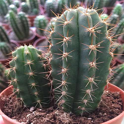 Неокарденасия Герцога Бамбино изображение 1 артикул 74954