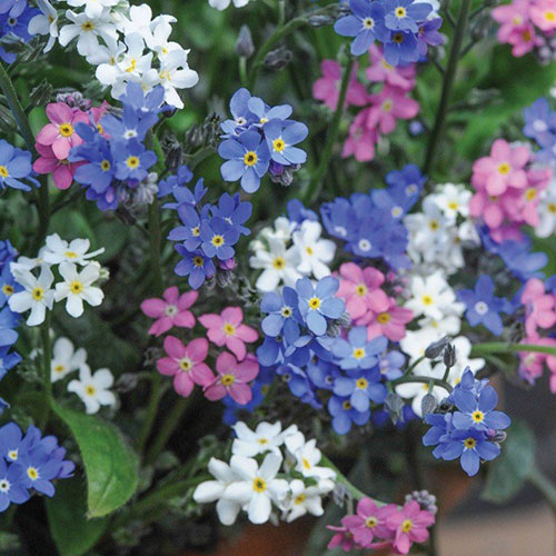 Незабудка Виктория, смесь окрасок Premium Seeds изображение 1 артикул 83913