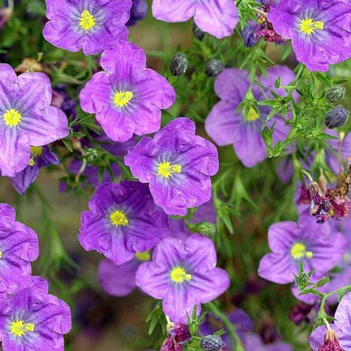 Нирембергия Роуб пурпурная изображение 1 артикул 71491