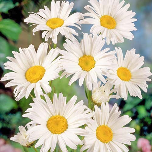 Нивяник (Ромашка) Аляска изображение 1 артикул 76612