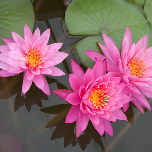 Кувшинка Формоза изображение 1 артикул 7248