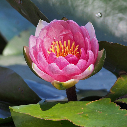 Кувшинка Лейдекери Пурпурата изображение 2 артикул 7249