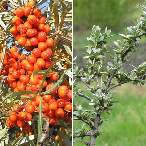 Облепиха Алтайская: муж.(1) + жен.(1) изображение 1 артикул 9285