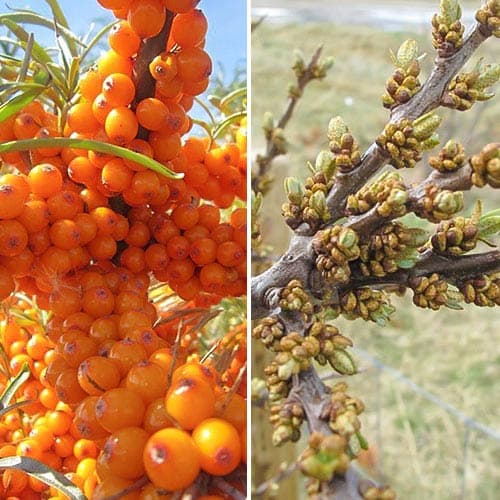Комплект Облепиха Джемовая: муж.(1) + жен.(1) изображение 1 артикул 9252