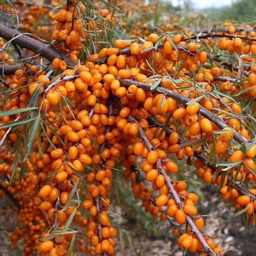 Облепиха Нивелена артикул фото 1 Облепиха Нивелена изображение 1 артикул 4703