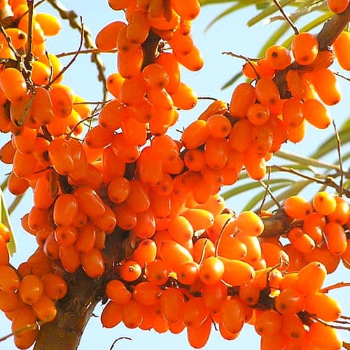 Облепиха Пламенная артикул фото 1 Облепиха Пламенная изображение 1 артикул 4704
