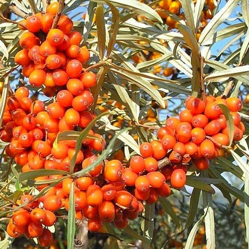 Облепиха Полмикс: опылитель артикул фото 1 Облепиха Полмикс: опылитель изображение 1 артикул 4705