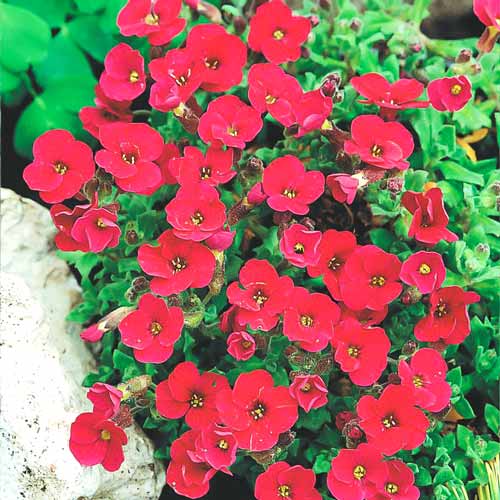 Обриета Ред Карпет изображение 1 артикул 68723