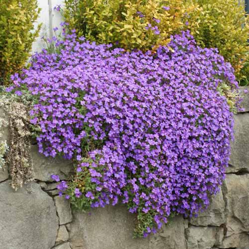 Обриета Розеа изображение 1 артикул 68724