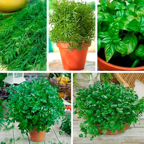 Огород на подоконнике, смесь семян изображение 1 артикул 65034