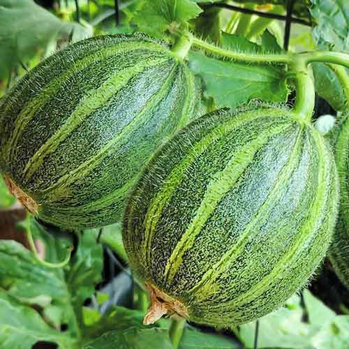 Огурдыня Грин Бьюти F1 изображение 1 артикул 74274