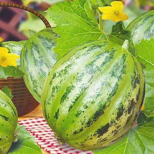 Огурдыня Грин Драгон F1 изображение 1 артикул 74275