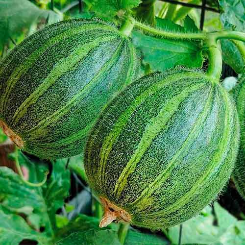 Огурдыня Лартон изображение 1 артикул 71837