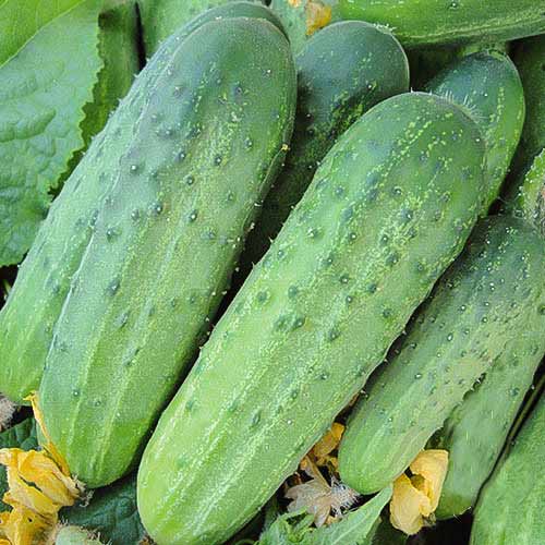 Огурец Альянс Бейо F1, семена изображение 1 артикул 65738