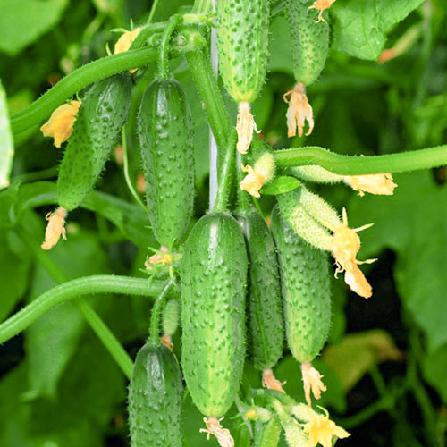 Огурец Амиго F1 Уральский дачник изображение 1 артикул 83062