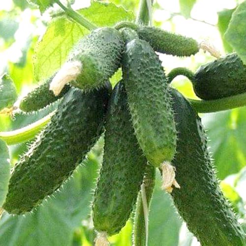 Огурец Амур F1 Уральский дачник изображение 1 артикул 83063