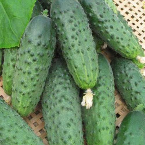 Огурец Армейский F1, семена изображение 1 артикул 66326