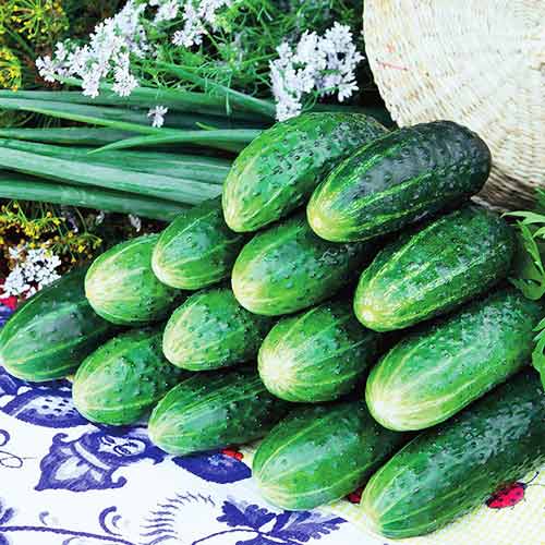 Огурец Богатырская сила F1 изображение 1 артикул 71754